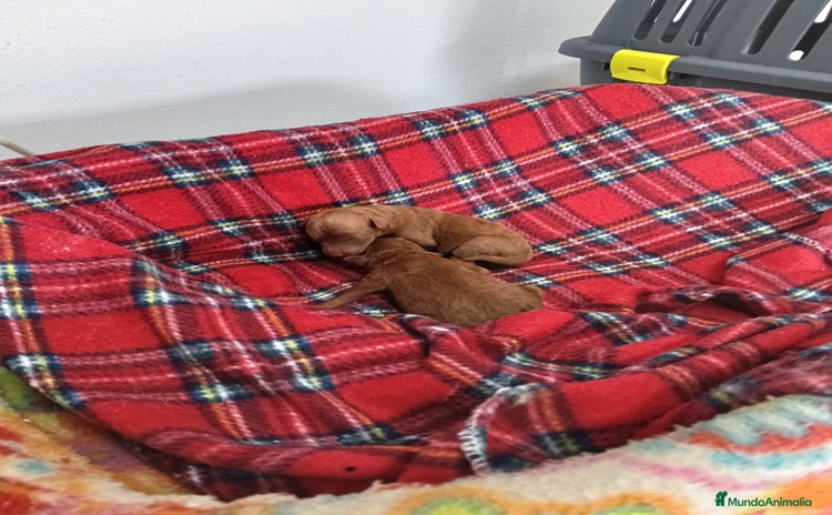 Caniche Toy perros - Anuncio 1