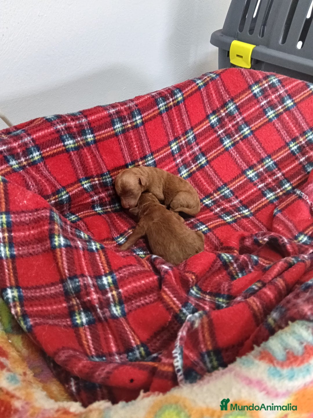 Caniche Toy perros en venta: CANICHES ROJOS - Imagen 1