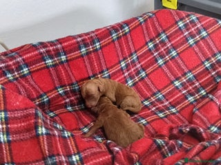 Caniche Toy perros - Anuncio 1