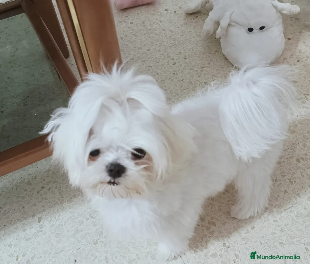 Bichón Maltés perros en venta: Bichon maltés hembra coreana toy ‼️ - Anuncio 2