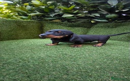 Teckel Miniatura perros en venta: teckel canichen  negro fuego  - Imagen 2