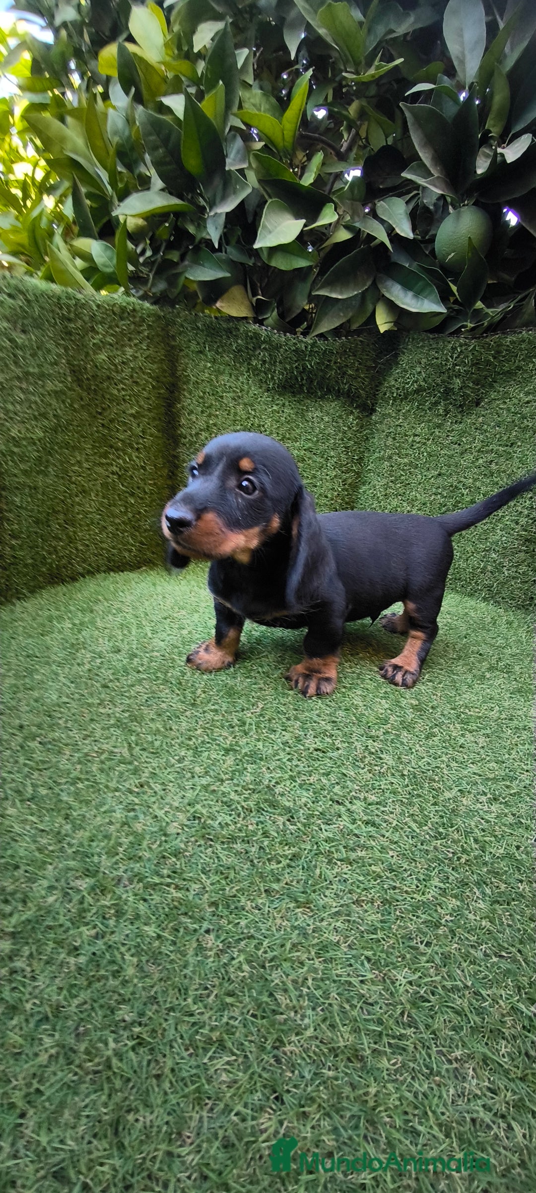 Teckel Miniatura perros en venta: teckel canichen  negro fuego  - Imagen 2