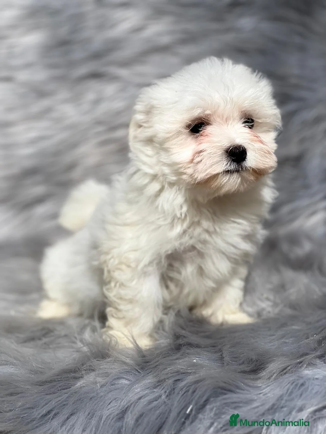 Bichón Maltés perros en venta: Bichon maltes  en Barcelona - Anuncio 3