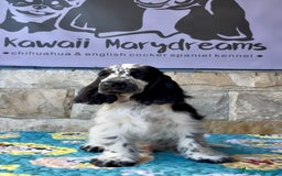 Cocker Spaniel Inglés perros en venta: Espectacular macho cocker inglés  - Imagen 4