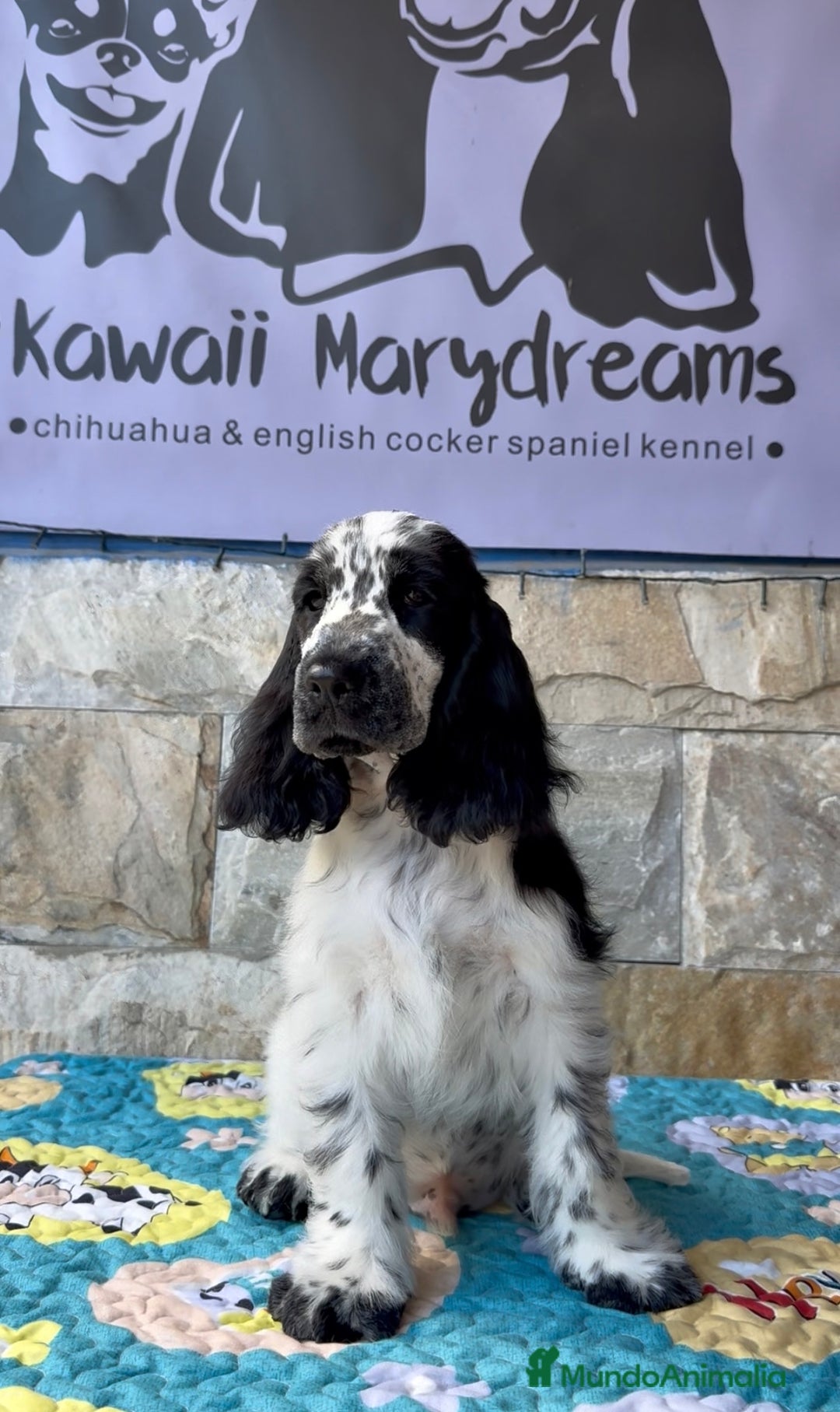 Cocker Spaniel Inglés perros en venta: Espectacular macho cocker inglés  - Imagen 4