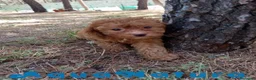 Havapoo perros en venta: Havapoo Hembra de Kiss y King (Ref 1986) - Anuncio 8