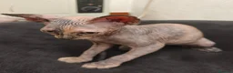 Sphynx gatos en venta: Preciosa hembrita sphynx  - Anuncio 4