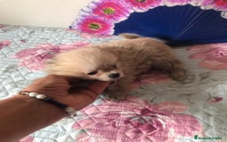 Raza Mixta perros en venta: Maltipoo en Valencia  - Imagen 2