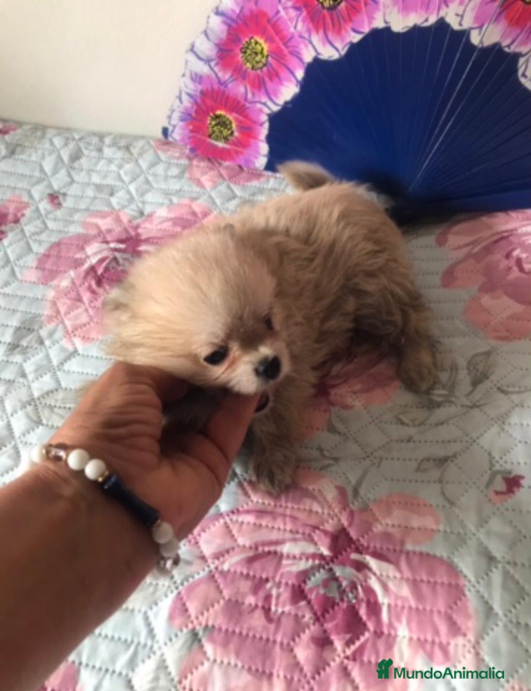 Raza Mixta perros en venta: Maltipoo en Valencia  - Imagen 2