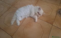 Persa gatos en venta: Persas - Imagen 4