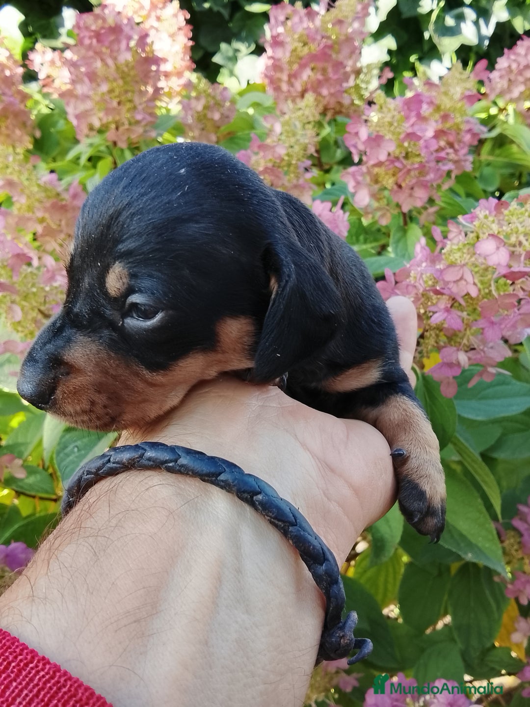Teckel perros en venta: Teckel de pelo corto. - Imagen 5