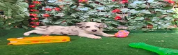 Border Collie perros en venta: Borde collie  - Anuncio 4