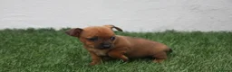 Raza Mixta perros en venta: Minijack  - Anuncio 21