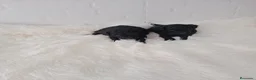 Caniche Toy perros en venta: PRECIOSOS CANICHE  ROJO LINEA ASIÁTICO - Anuncio 12