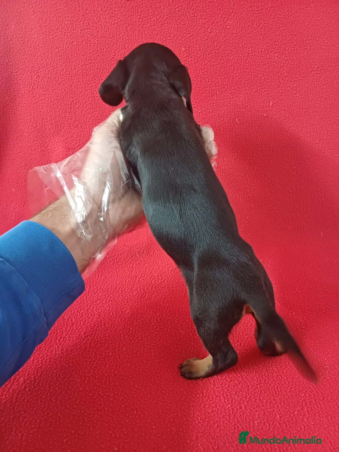 Teckel Miniatura perros en venta: Teckel Mini Negro y Fuego  - Anuncio 3