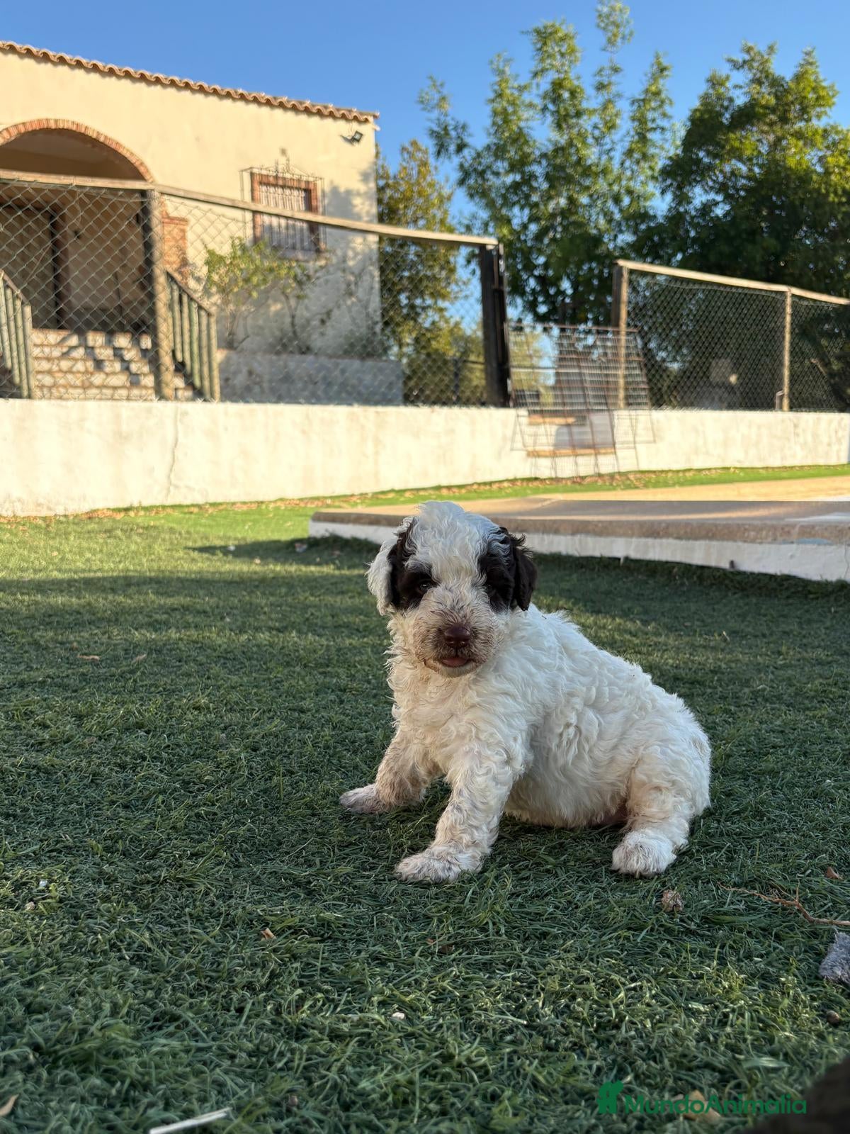 Perro de Agua Español perros PERRO DE AGUA - Anuncio 2