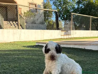 Perro de Agua Español perros PERRO DE AGUA - Anuncio 2