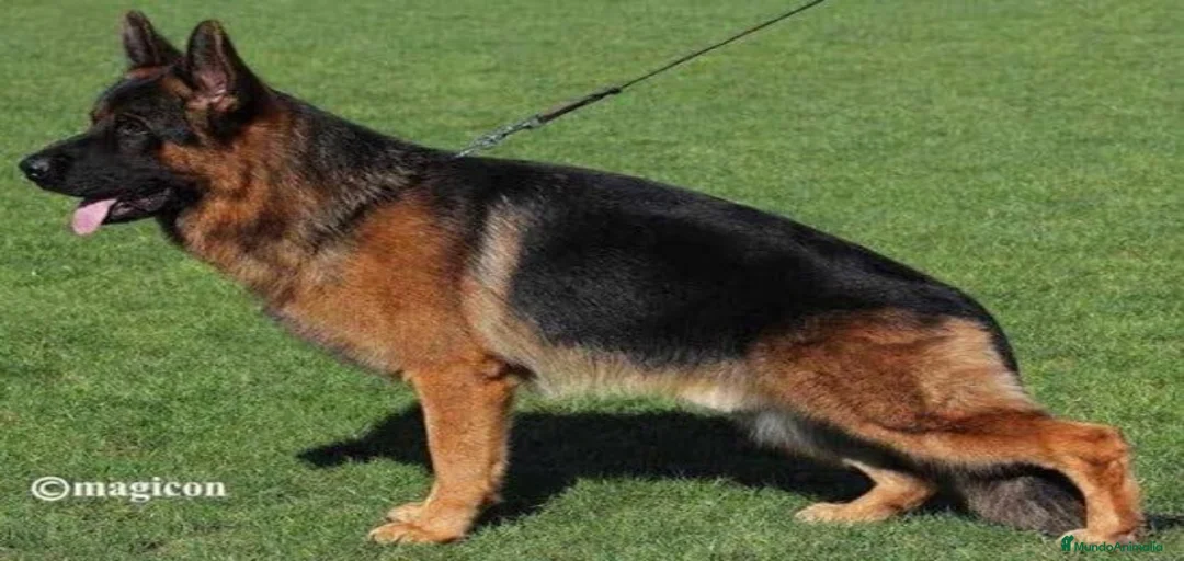 Imagen de galería {{count}}