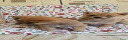 Shiba Inu perros en venta: SHIBA INU - Anuncio 4