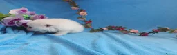 Pomerania perros en venta: IMPRESIONANTES POMERANIA MACHOS Y HEMBRAS  - Anuncio 17