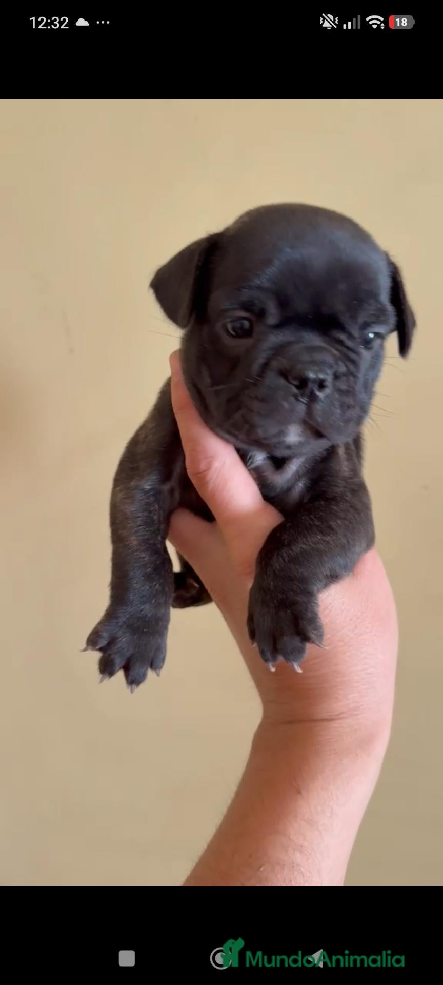 Bulldog Francés perros 🐾 BULLDOG FRANCÉS HEMBRA | DISPONIBLE 🐾 - Anuncio 4