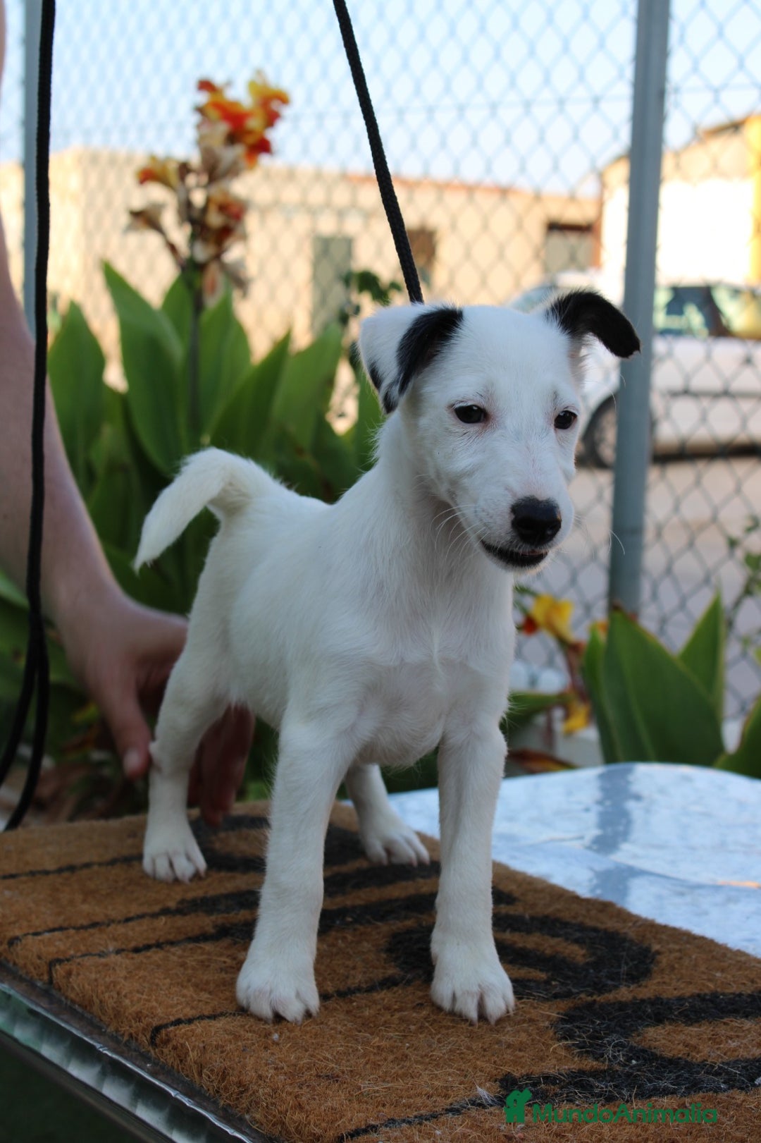 Fox Terrier de Pelo Liso perros en venta: Cachorros de fox Terrier  - Imagen 7