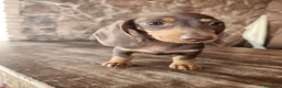Teckel perros en venta: Teckel kanichen precio real. - Anuncio 17