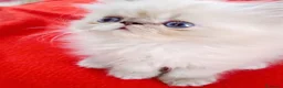 Himalayo gatos en venta: CACHORROS PERSAS HIMALAYOS  - Anuncio 1