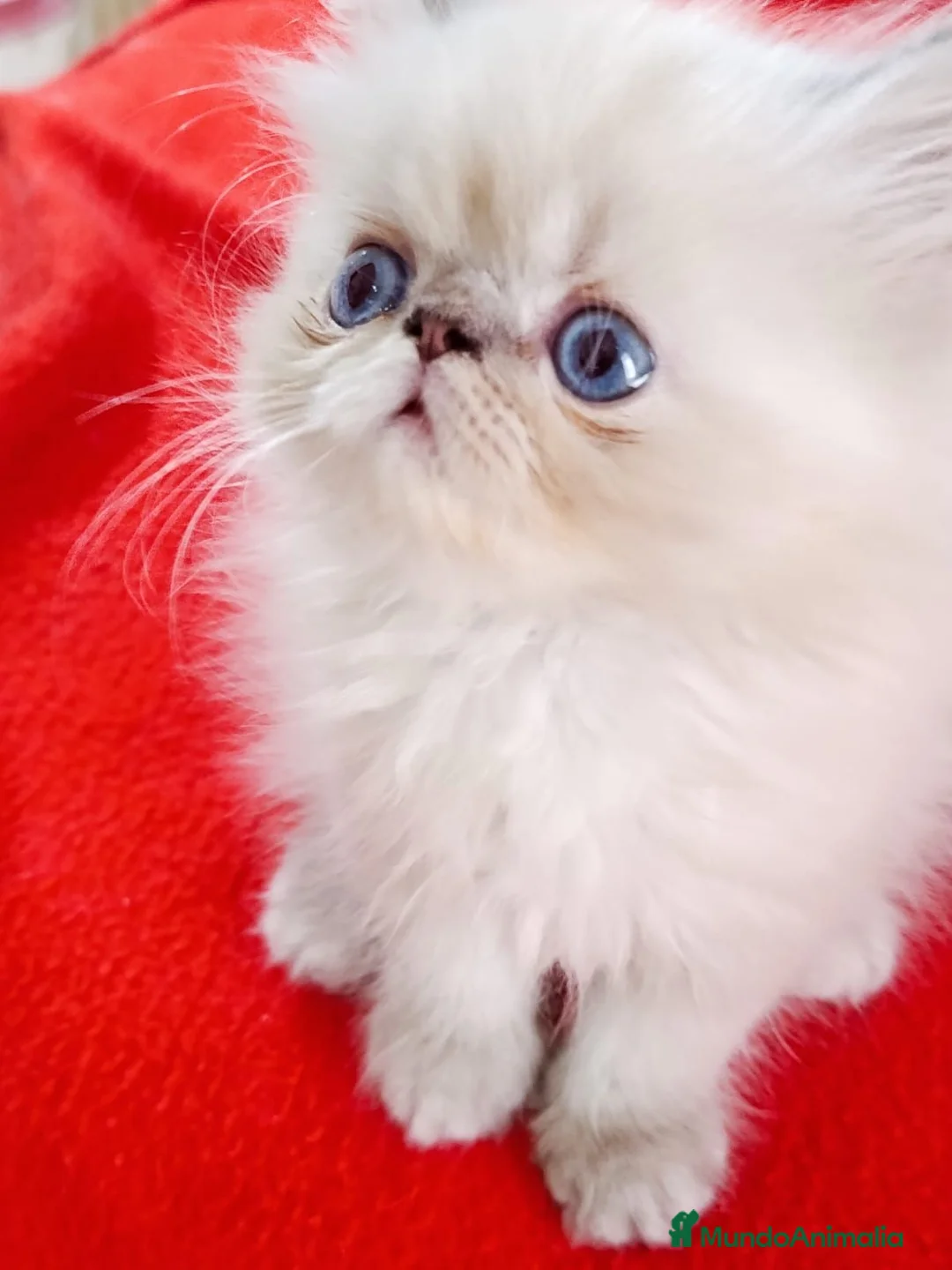 Himalayo gatos en venta: CACHORROS PERSAS HIMALAYOS  - Anuncio 1