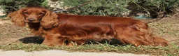 Cocker Spaniel Inglés perros en venta: Cocker spaniel inglés  en Sevilla - Anuncio 3