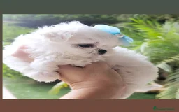 Bichón Maltés perros en venta: Bichon maltes coreano 100% - Imagen 2