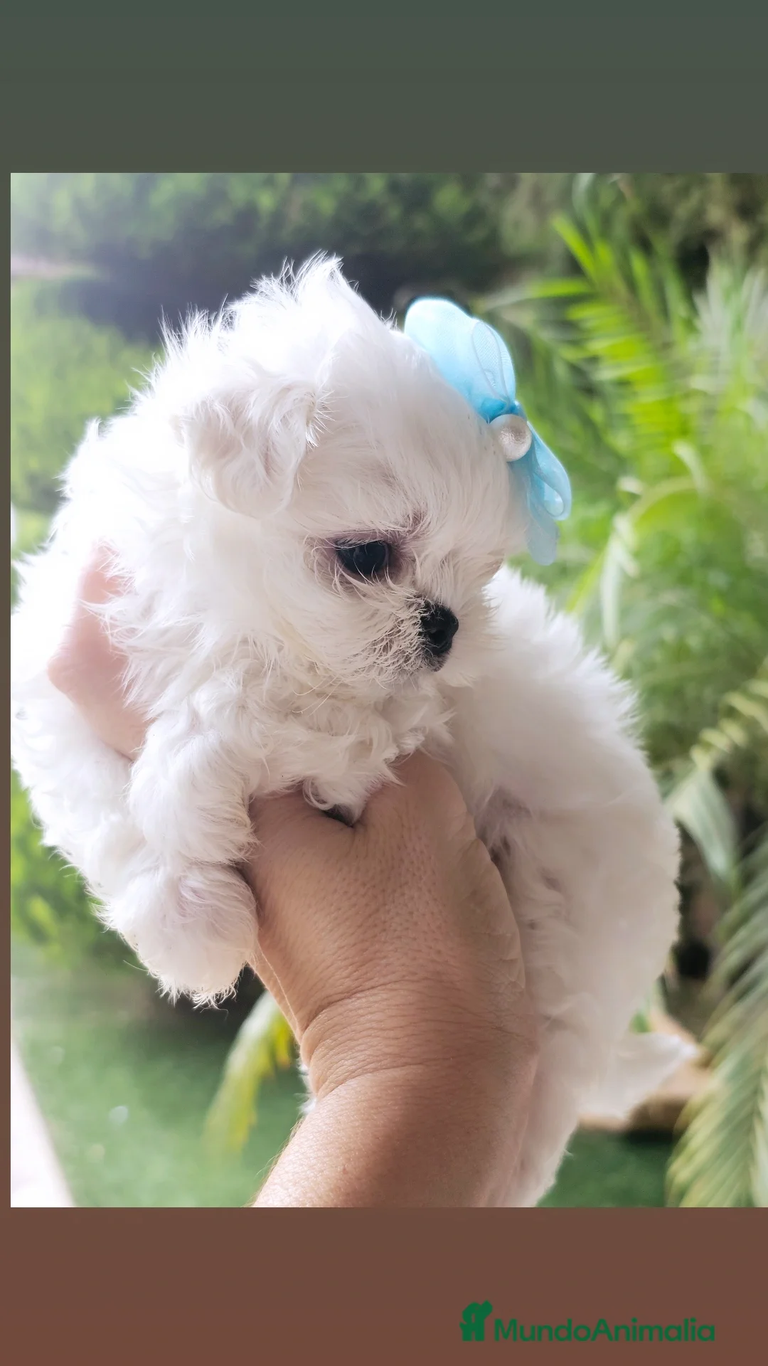 Bichón Maltés perros en venta: Bichon maltes coreano 100% - Imagen 2