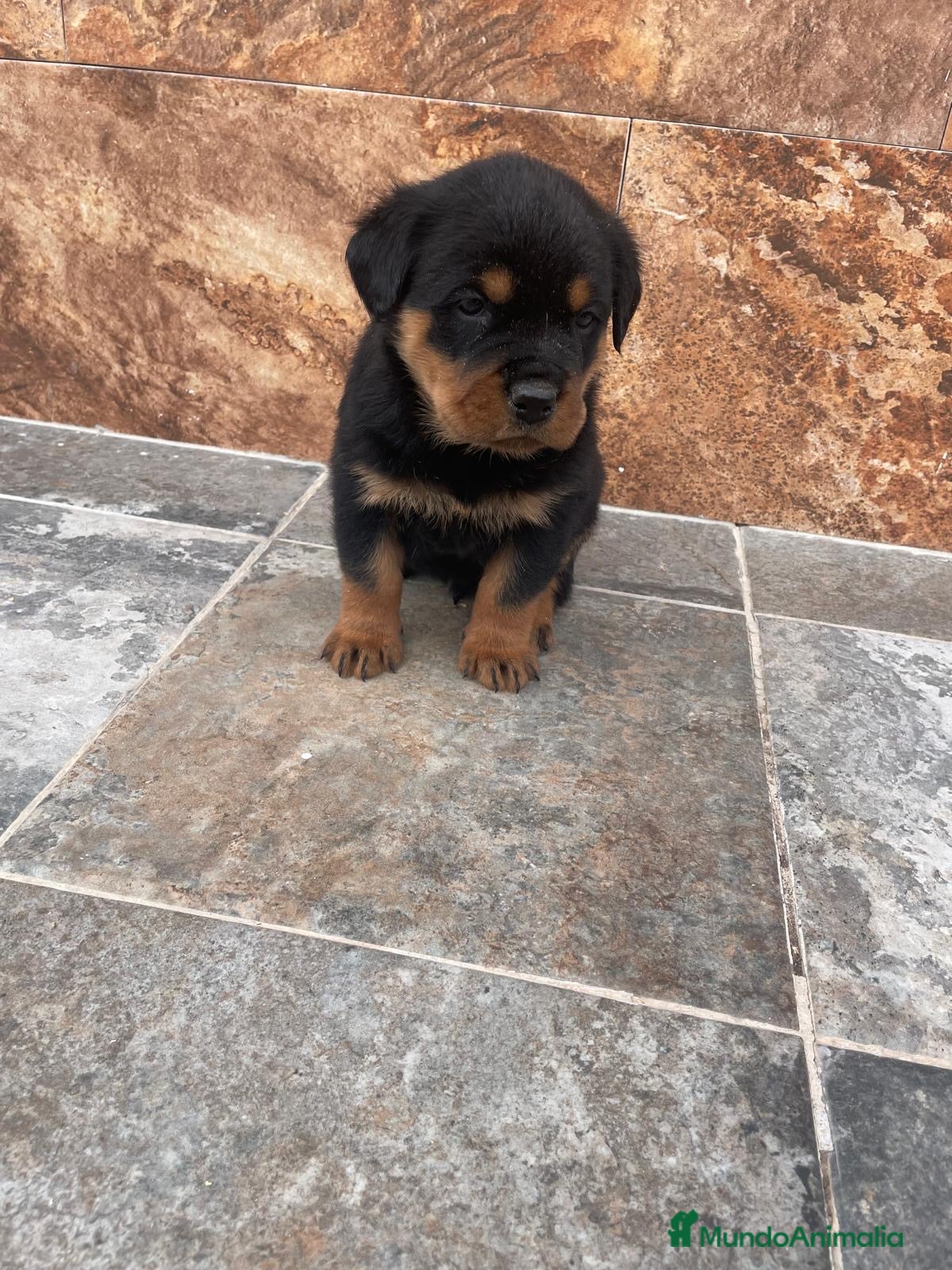 Rottweiler perros Rottweiler - Anuncio 4