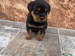 Rottweiler perros Rottweiler - Anuncio 25