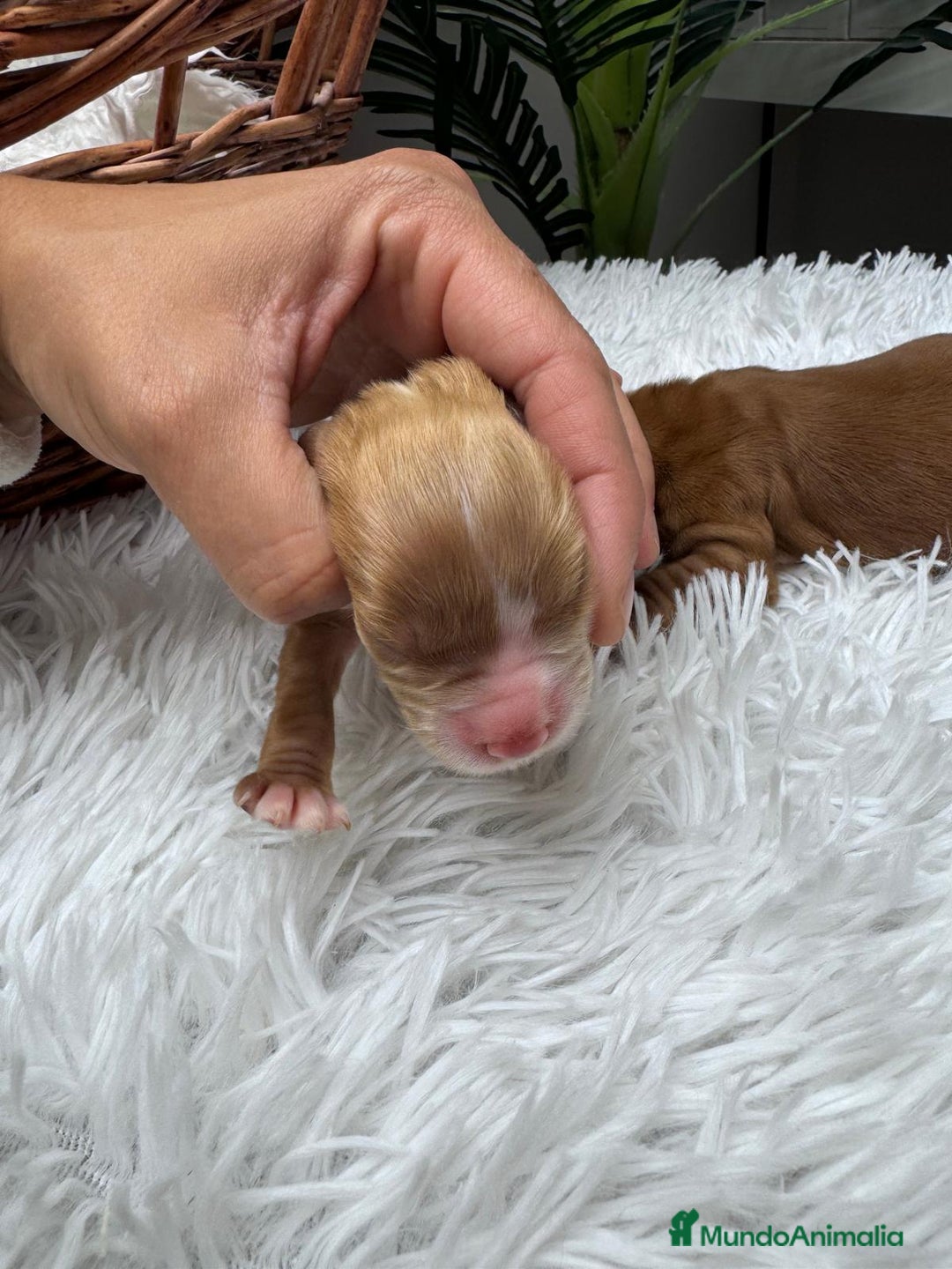 Cocker Spaniel Inglés perros en venta: COCKER SPANIEL INGLES - Anuncio 16