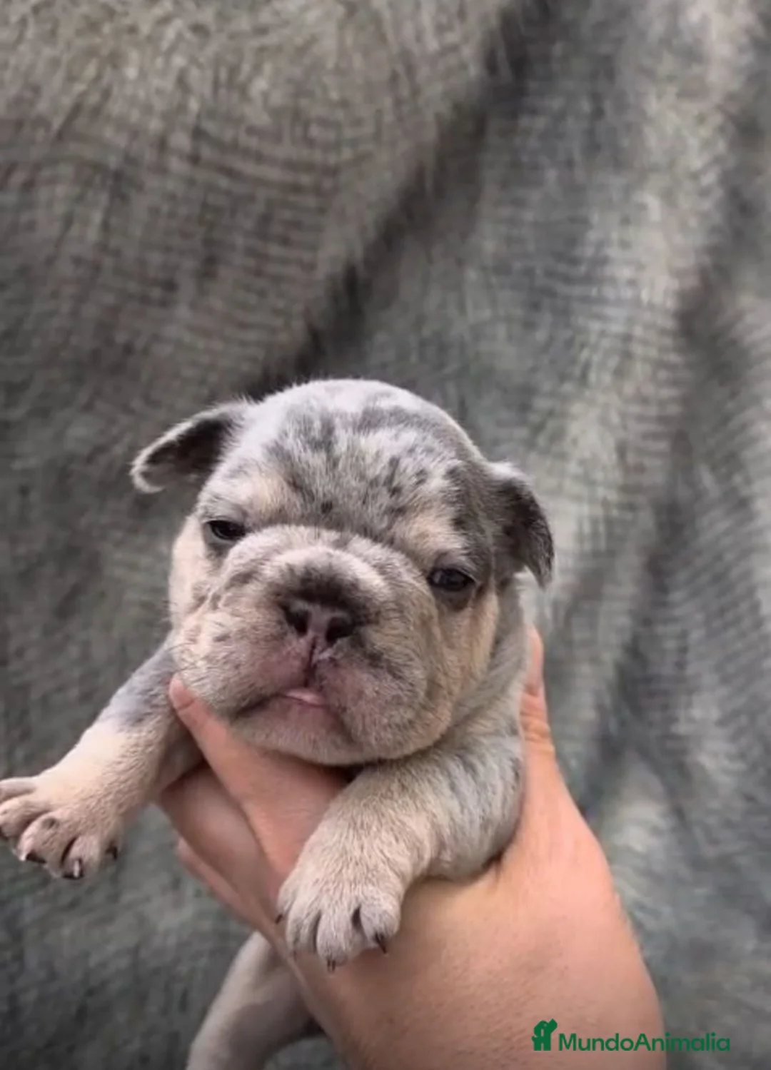 Bulldog Francés perros en venta: Bulldog Francés Lilac Merle - Anuncio 1