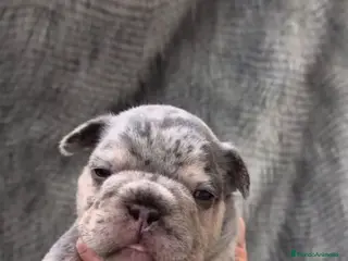 Bulldog Francés perros Bulldog Francés Lilac Merle - Anuncio 2