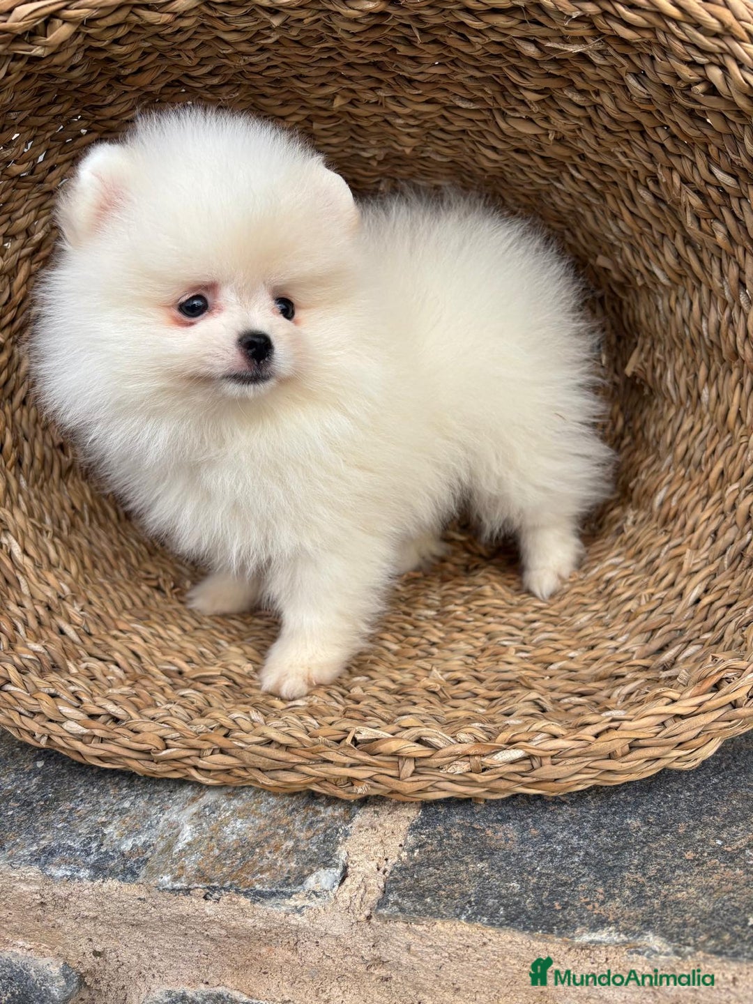 Pomerania perros en venta: Pomerania toy blanco  - Anuncio 5
