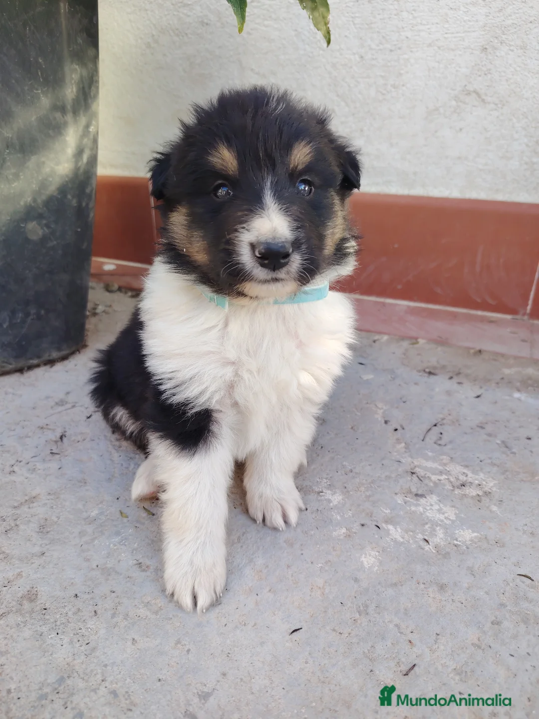 Collie de Pelo Largo perros en venta: Rough collie  - Anuncio 1