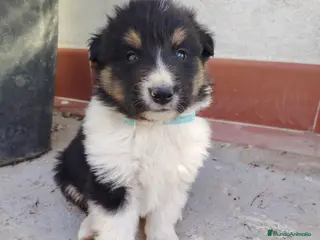 Collie de Pelo Largo perros Rough collie - Anuncio 1
