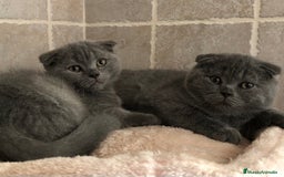 Scottish Fold gatos en venta: GATITOS SCOTTISH FOLD - Imagen 3