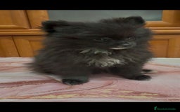 Pomerania perros en venta: Poo pomerania MICRO TOY  - Imagen 1