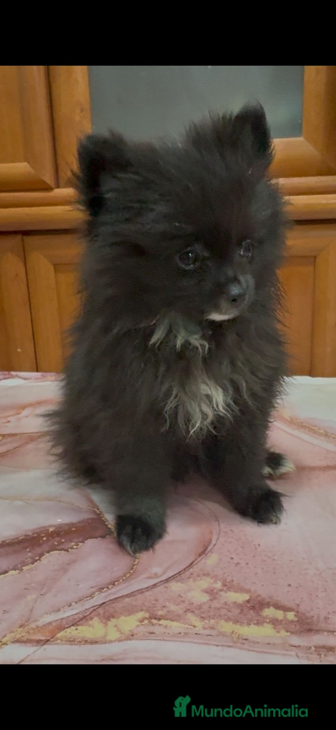 Pomerania perros en venta: Poo pomerania MICRO TOY  - Imagen 1