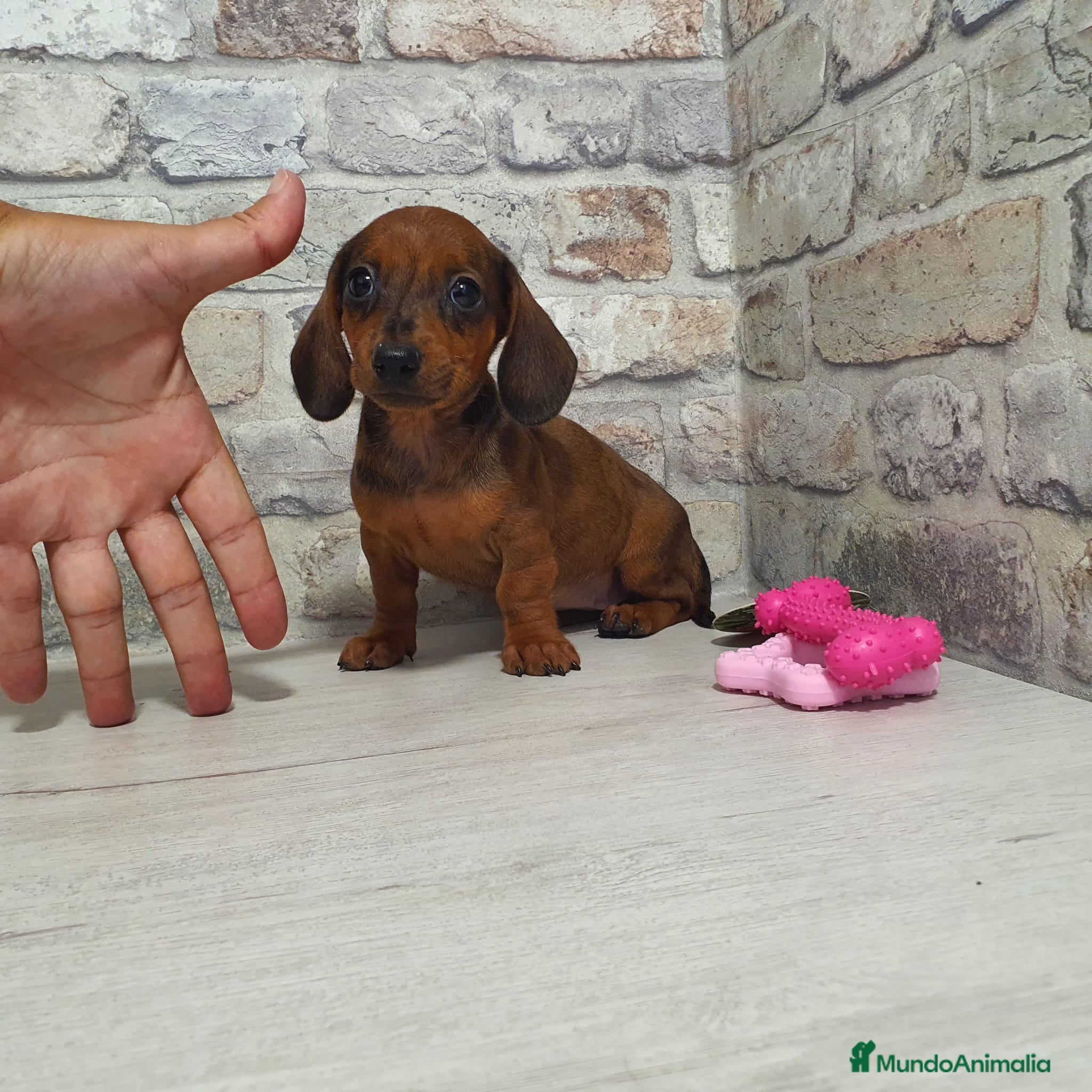 Teckel Miniatura perros en venta: Teckel miniatura  - Anuncio 3