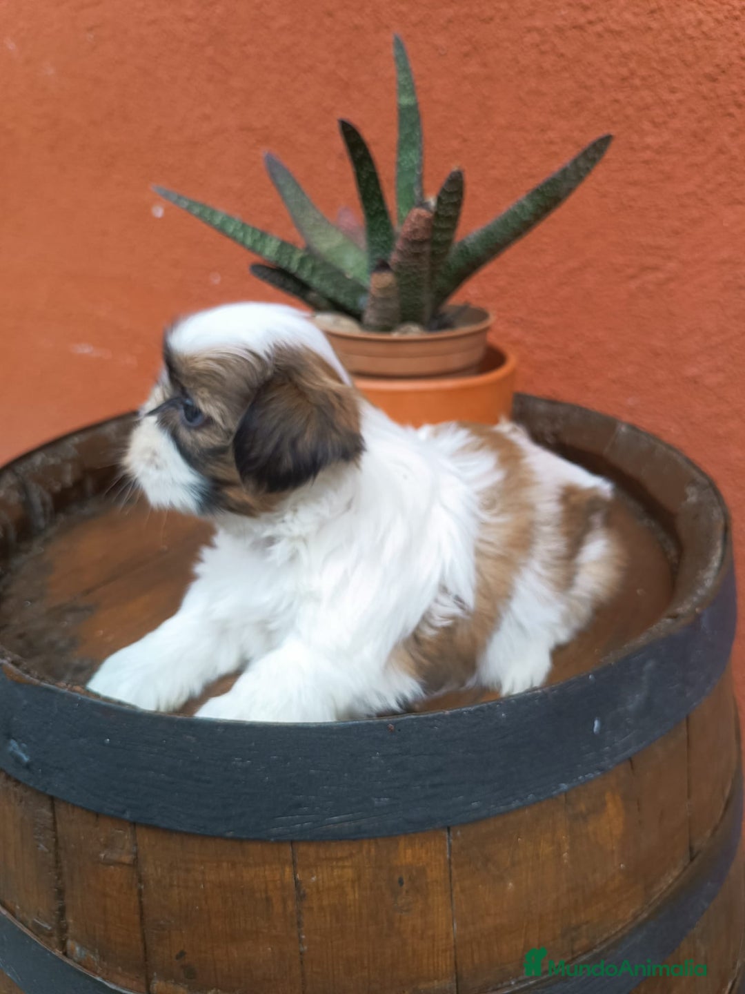 Shih Tzu perros en venta: Shitzu  - Imagen 2
