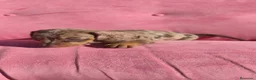Teckel perros en venta: Teckel mini arlequín  - Anuncio 2