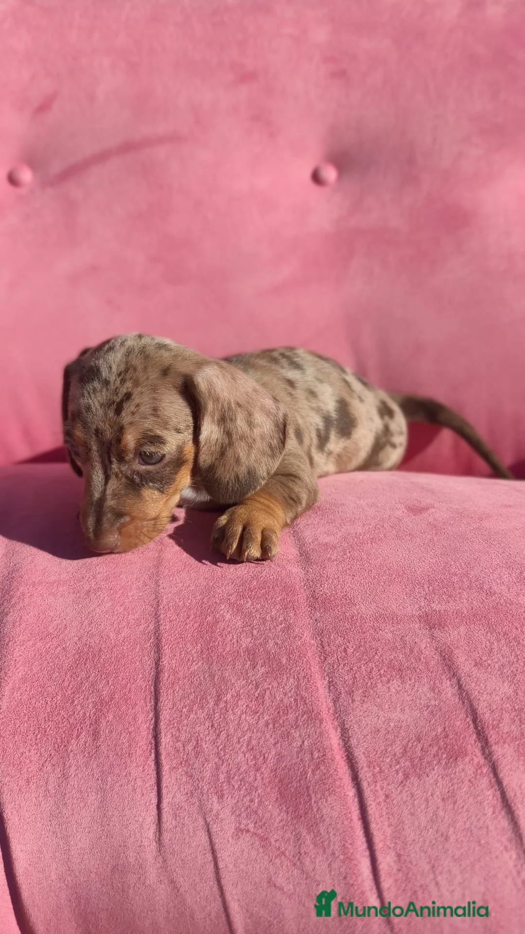 Teckel perros en venta: Teckel mini arlequín  - Anuncio 2