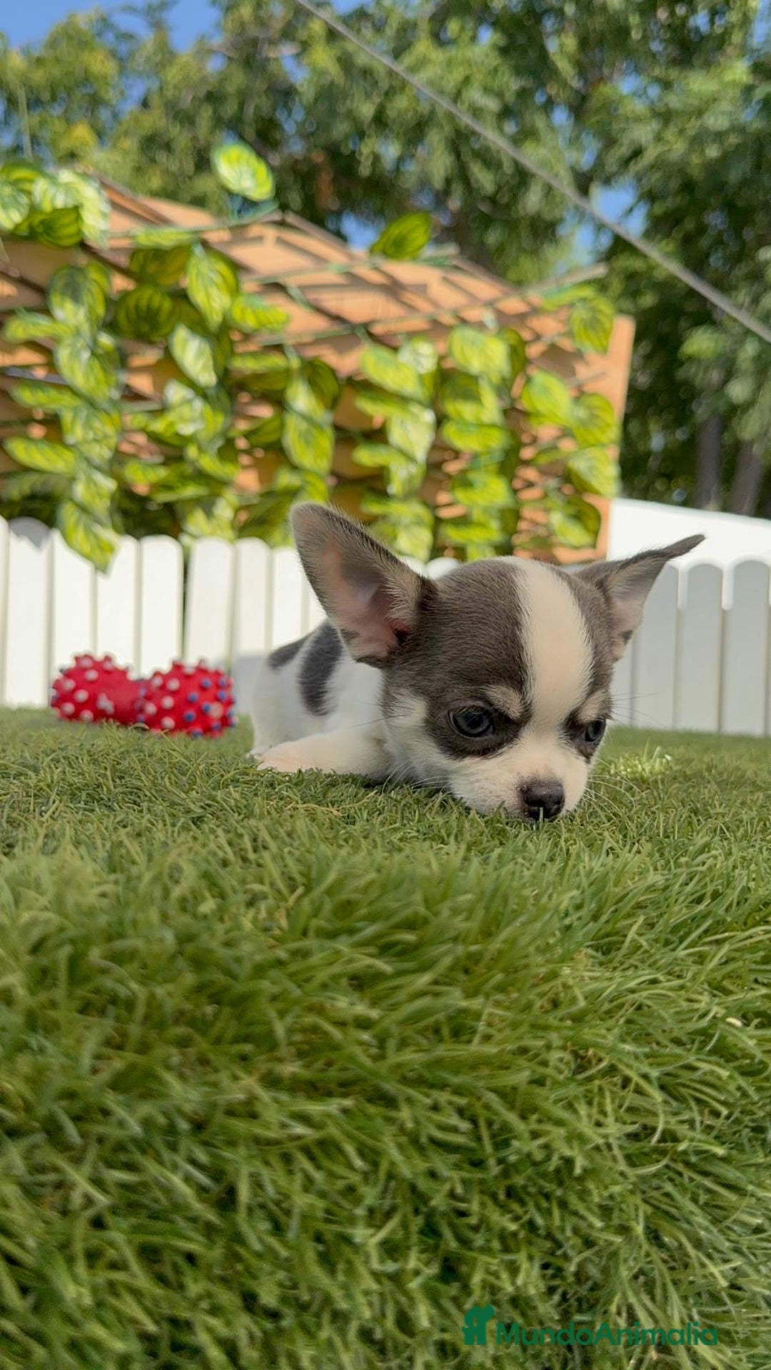 Chihuahua perros en venta: CHIHUAHUA MACHO TRICOLOR - Imagen 9