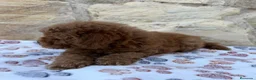 Caniche Toy perros en venta: Caniche toy - Anuncio 4