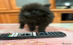 Pomerania perros en venta: Poo pomerania MICRO TOY  - Imagen 3